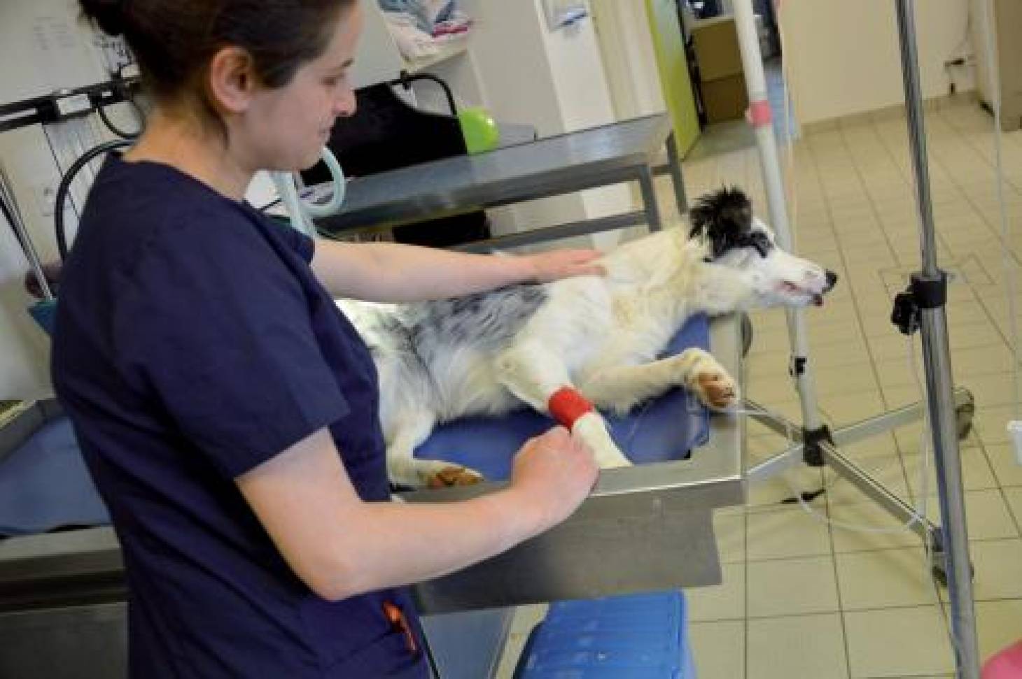 Les animaux aussi donnent leur sang 