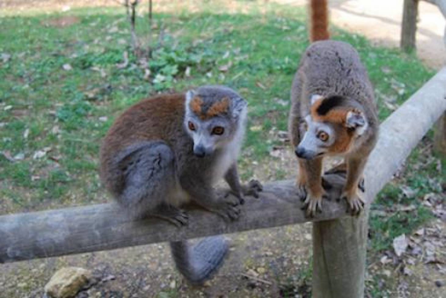 La Vallée des singes, 100% nature