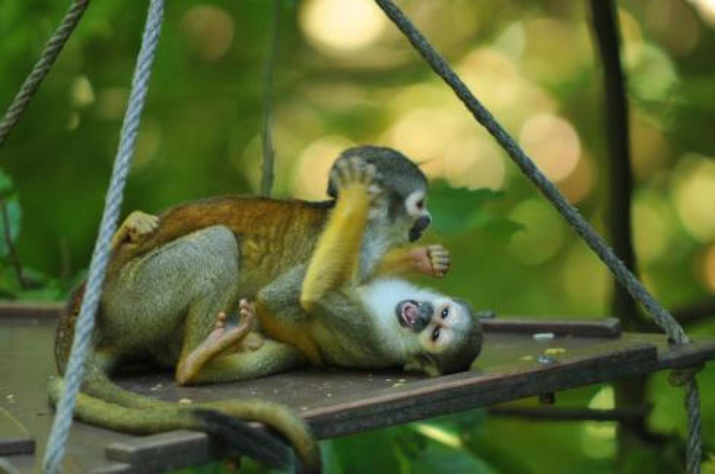 Rencontres sauvages à La Vallée des singes