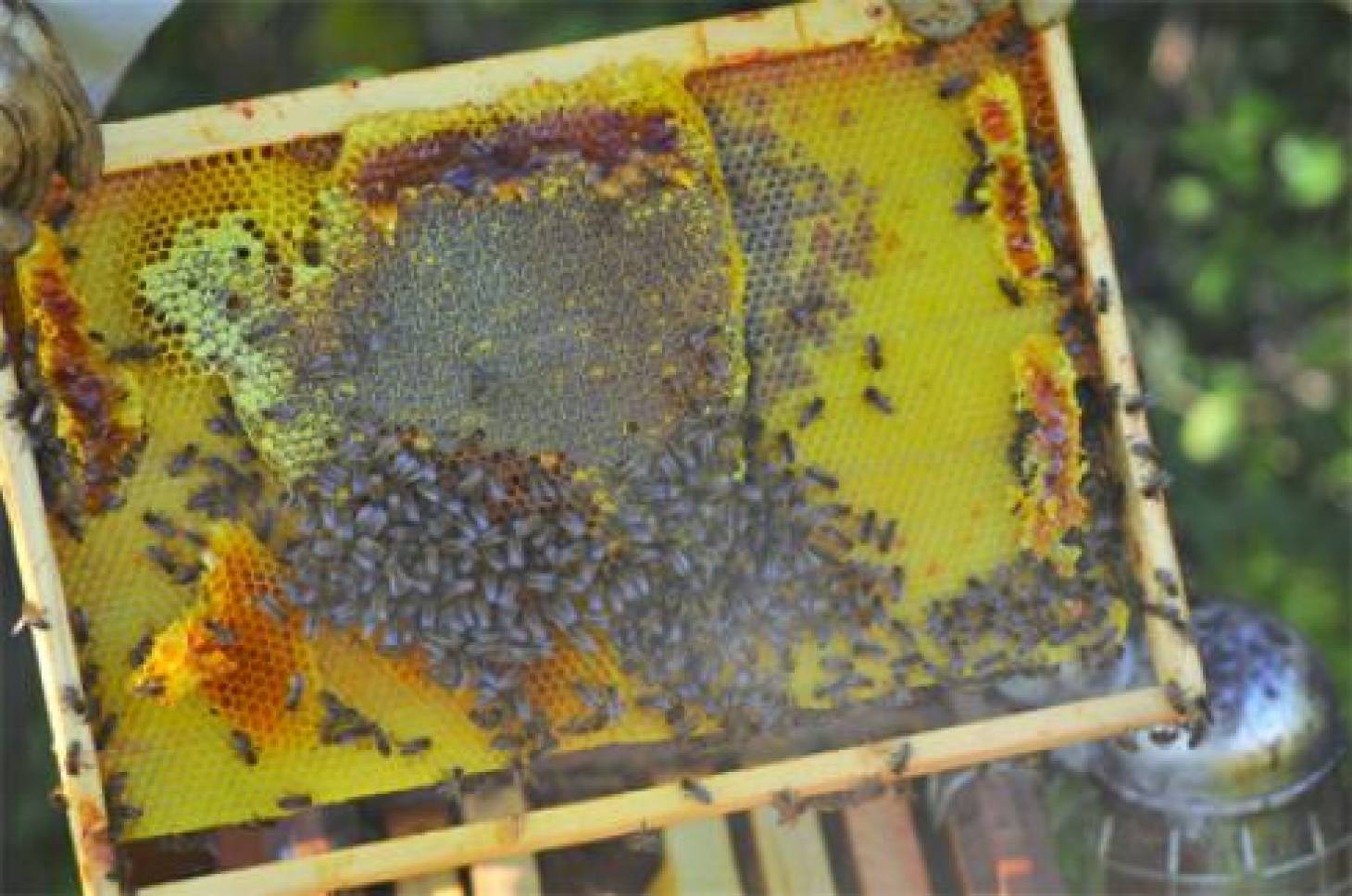 La propolis au secours de la filière apicole