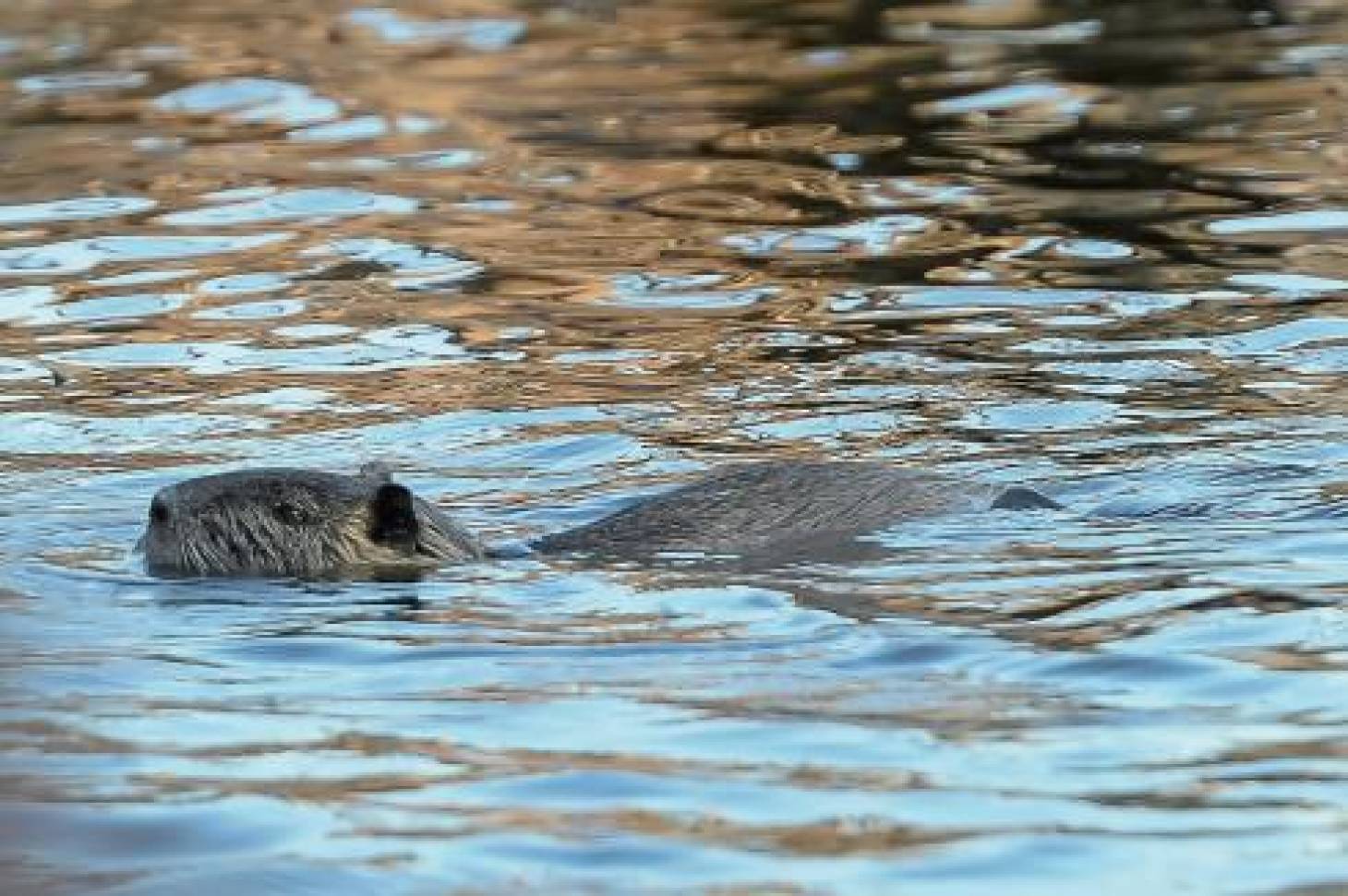 Le castor reprend du poil de la bête