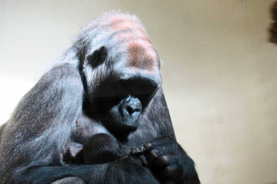 Et si on allait à la Vallée des singes ?