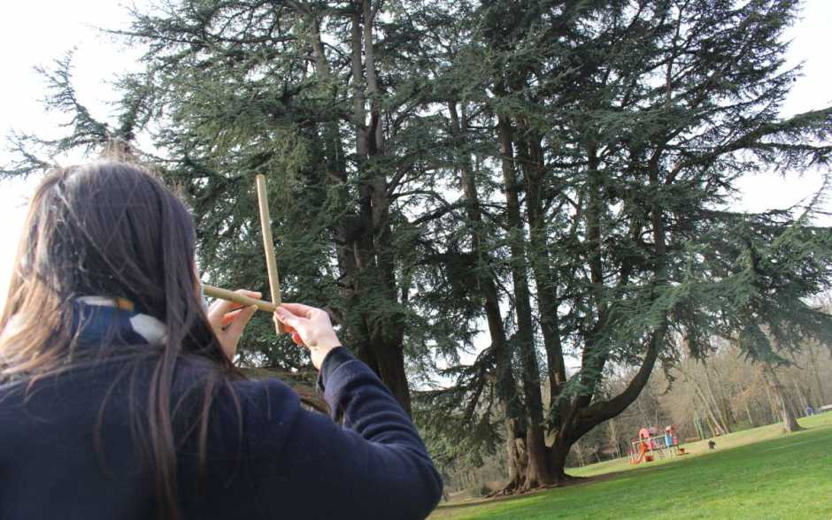 Vienne Nature lance une nouvelle campagne d'inventaire des arbres remarquables