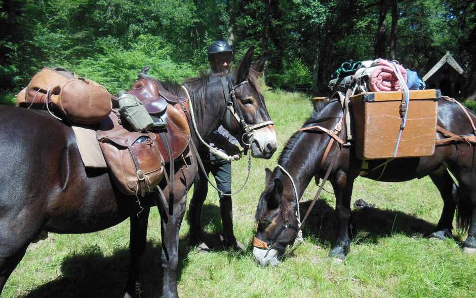 A mule autre pareille