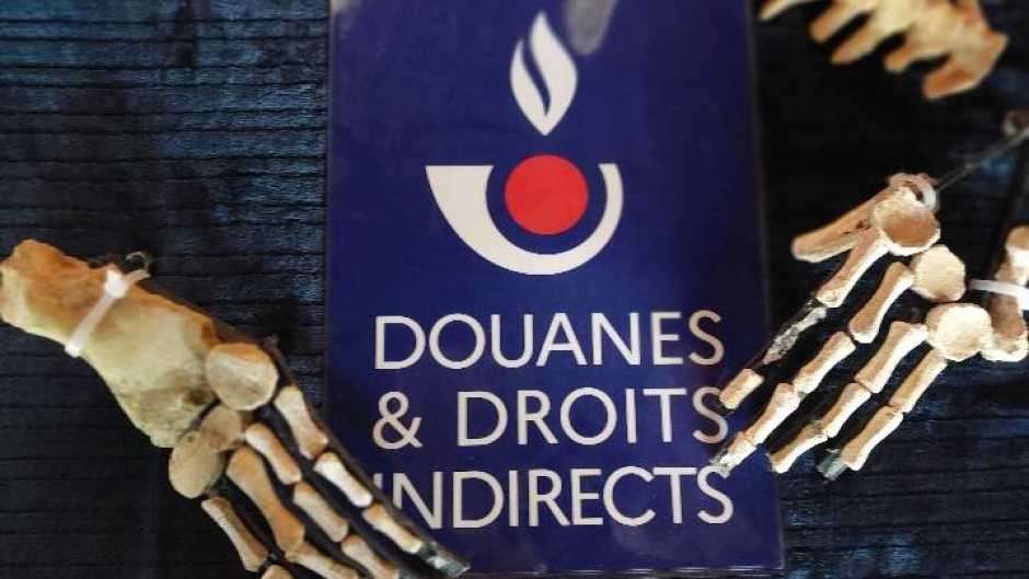 Douanes - Des ossements de dinosaures remis à l'Université de Poitiers