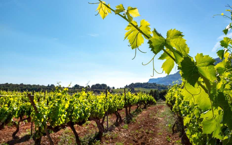 Les viticulteurs tirent la sonnette d'alarme