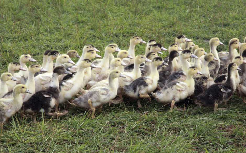 Mitteault perpétue la tradition