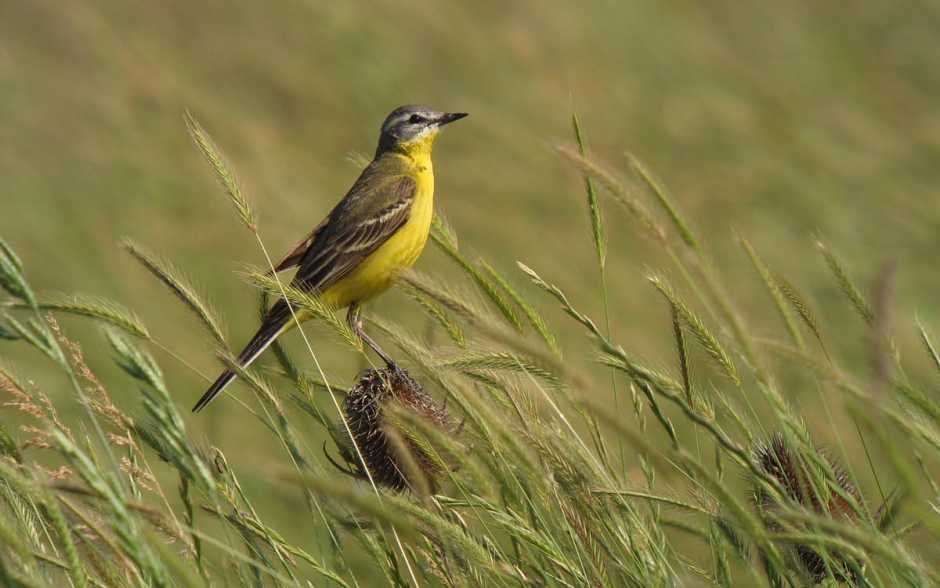 Les pesticides tuent aussi les oiseaux