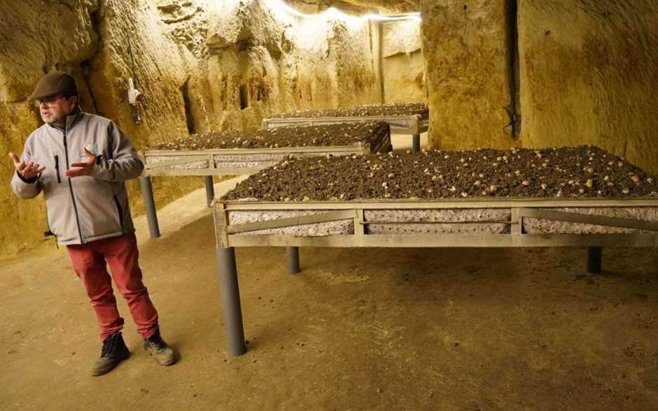 La champignonnière en rythme de croisière