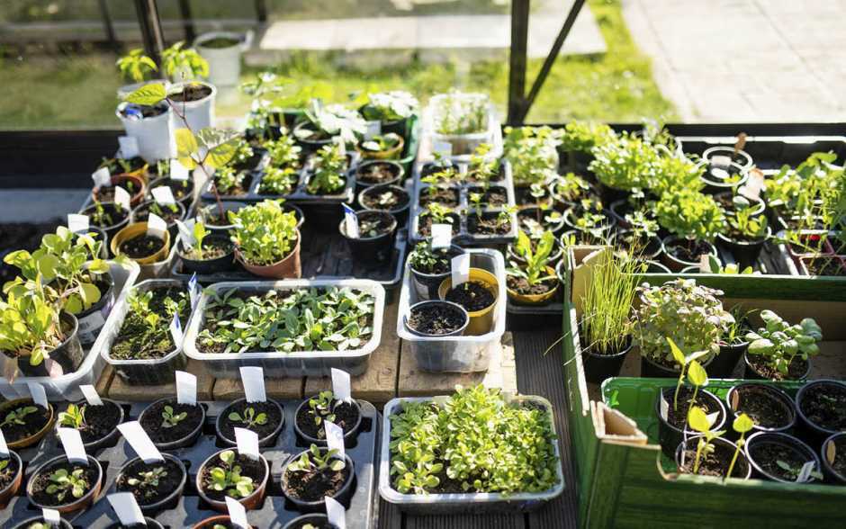 Quand le printemps prend racine...