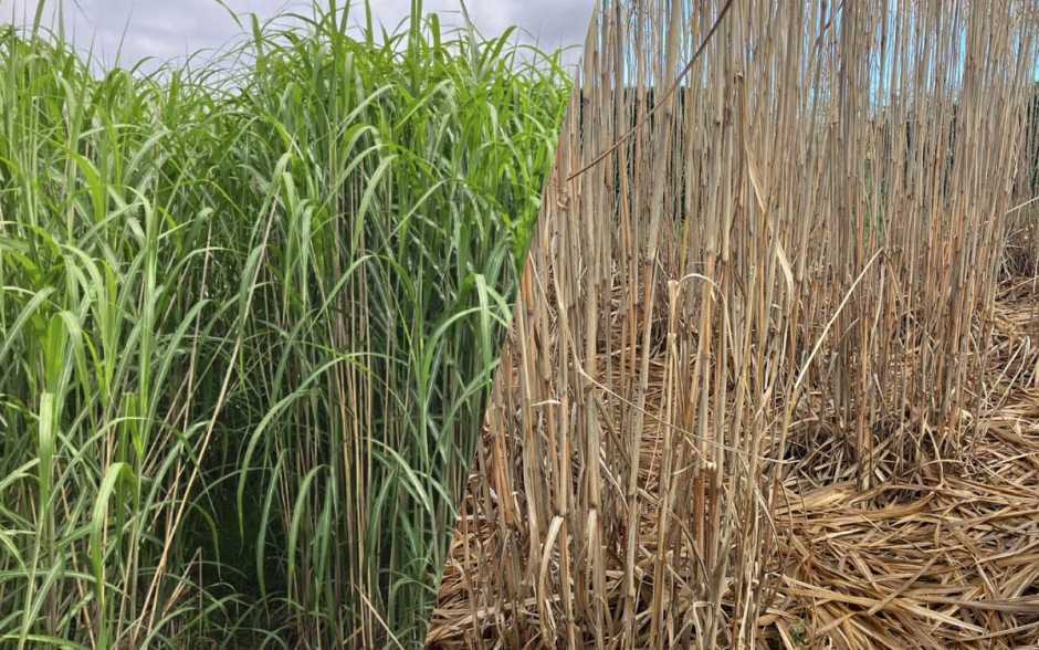 Miscanthus, une alternative inexploitée