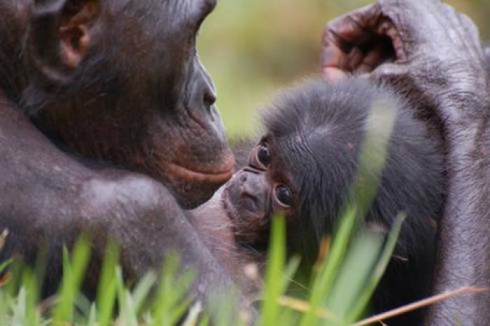 La vallée des singes : Bonobos forever