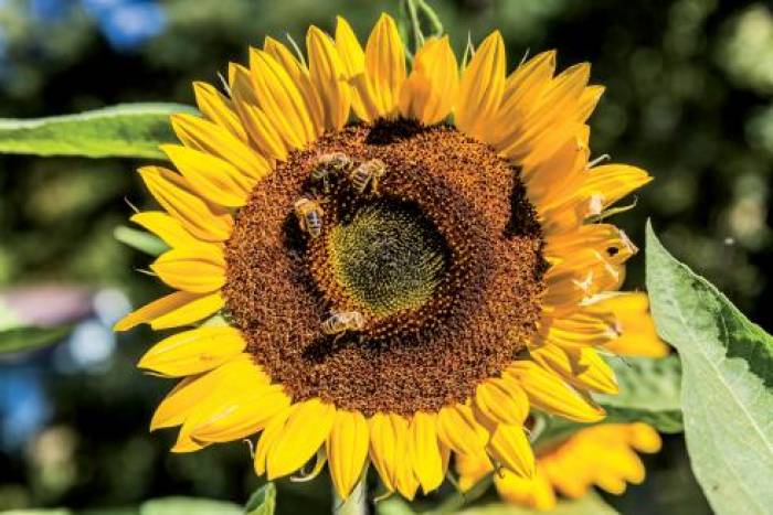 Abeilles, fidèles amies de l’Homme 