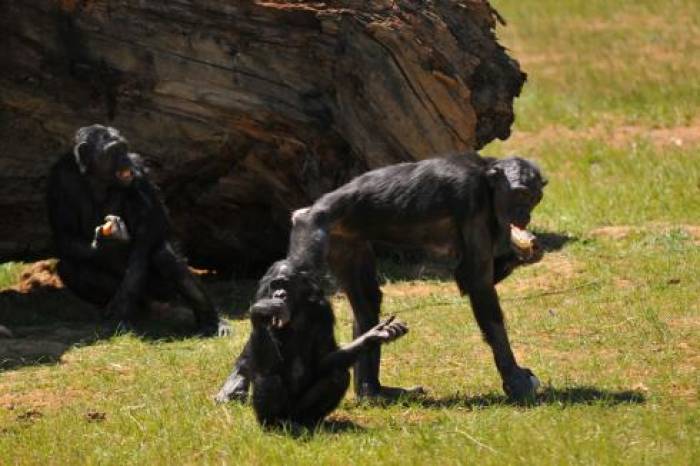 Ces bonobos, quelle histoire ! 