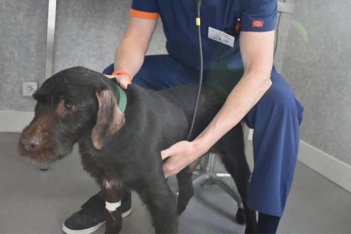 Campagne de vaccination et de tatouage de chiens en cours