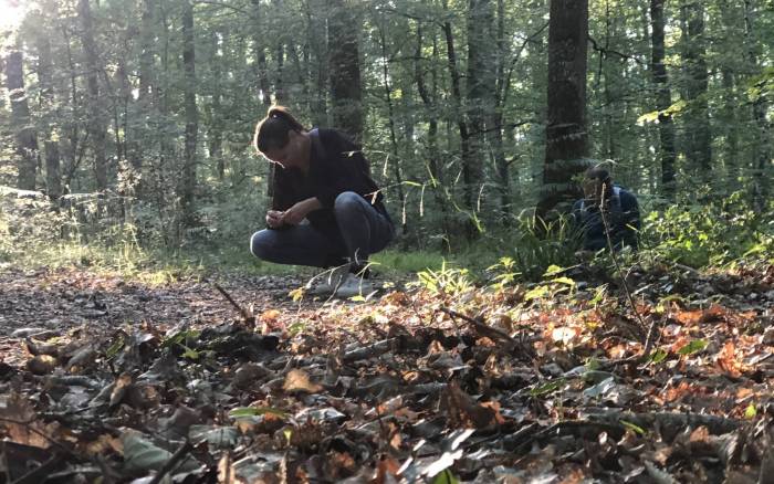 En immersion dans la forêt