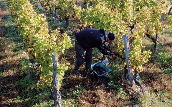 La Vienne terre de vignes