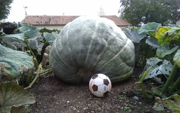 Le jardinier et les cucurbitacées géantes