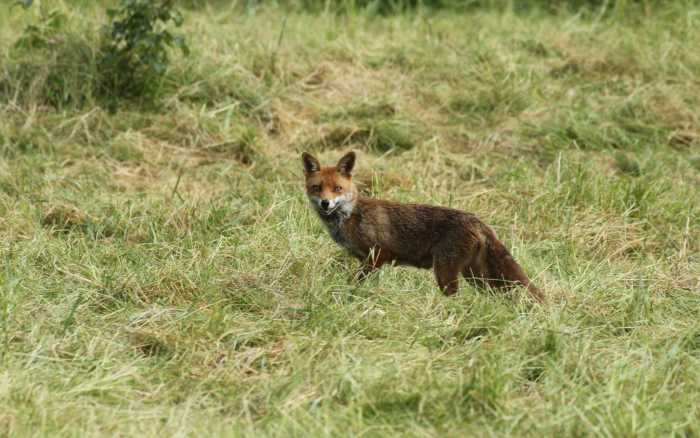 Le renard, aimé et chassé