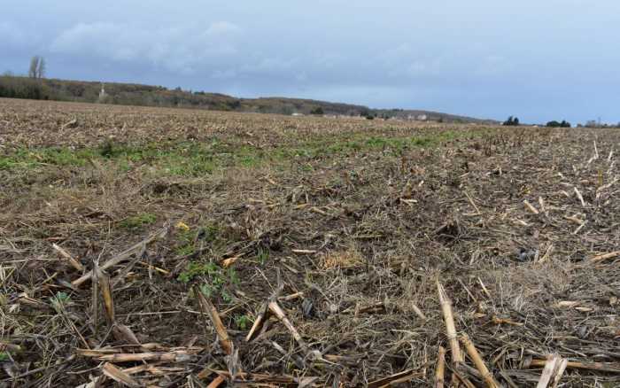 Le glyphosate encore et toujours