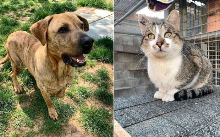 Adoptez-les : Prince et Johan vous attendent