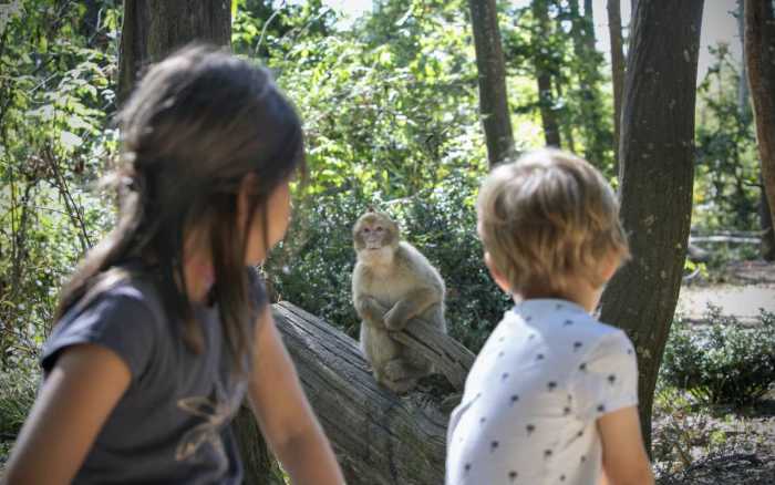 Au plus près de la nature à la Vallée des singes