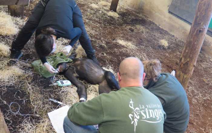 Bonobos : transfert sous haute surveillance