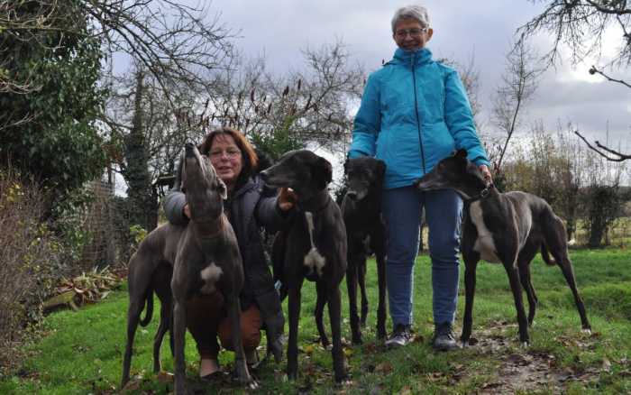 Les lévriers, leurs bêtes de course