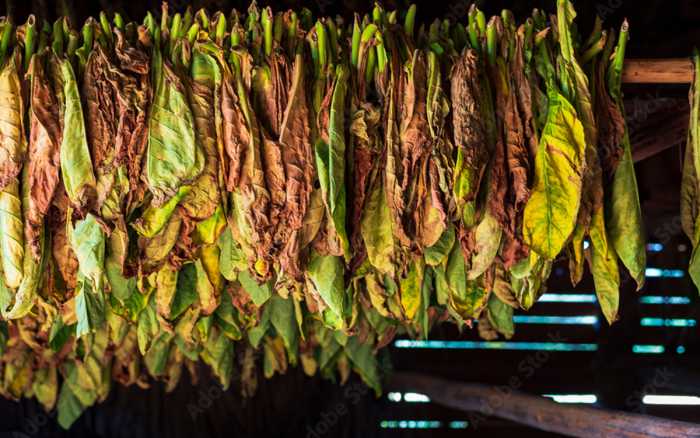 Le tabac, remède à la cigarette