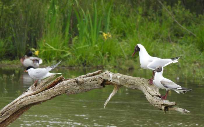 Dans la Vienne, biodiversité cherche solutions