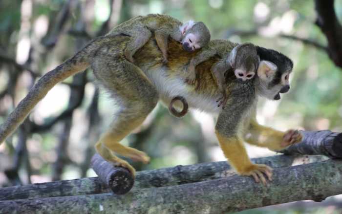 Naissance exceptionnelle de jumelles Saïmiris à la Vallée des singes