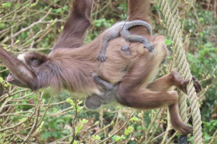 Biodiversité - Double heureux événement à la Vallée des singes