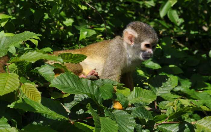 Indémodable Vallée des singes