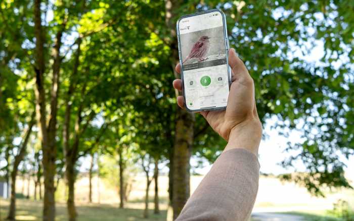 Quand les applis aident
à reconnaître les oiseaux