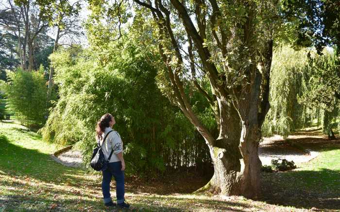 Des arbres remarquables