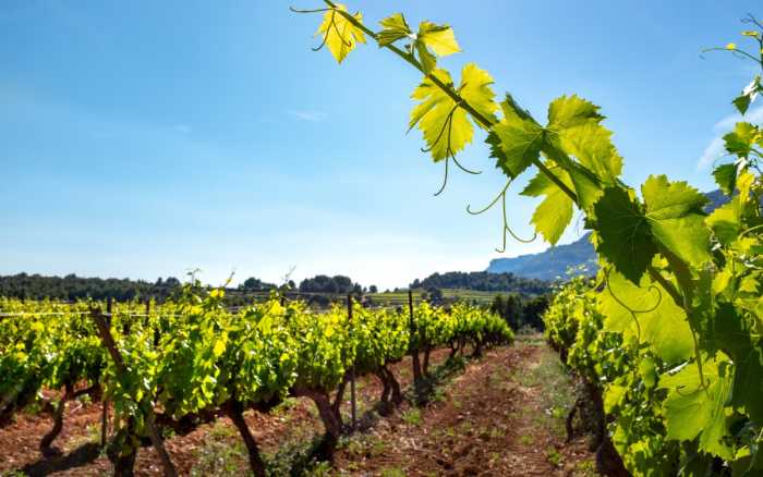 Les viticulteurs tirent la sonnette d'alarme
