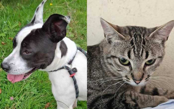 Adoptez-les : Domino et Ajax