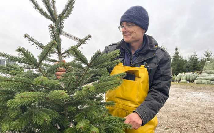 Le sapin star du Poitou