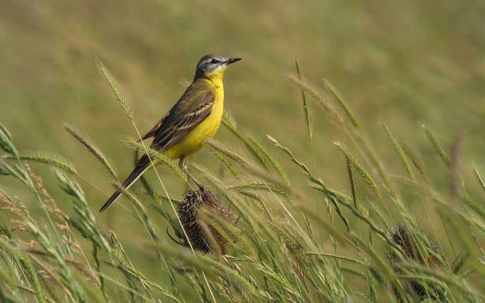 Les pesticides tuent aussi les oiseaux