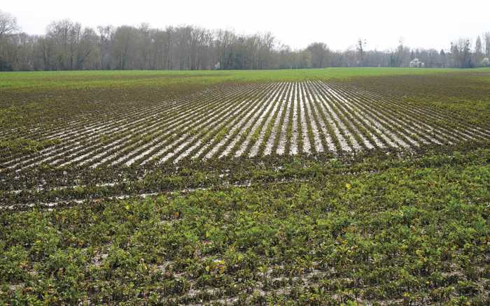 Intempéries : récoltes  compromises et semis retardés