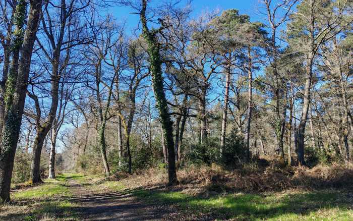 Pour une forêt en bonne santé