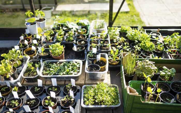 Quand le printemps prend racine...