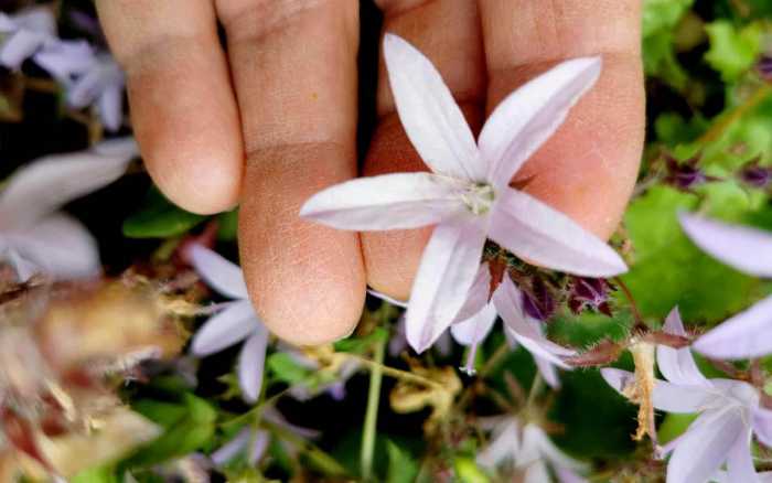 Petites pousses, grandes saveurs