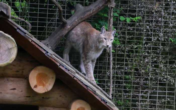 Bois de Saint-Pierre : le parc animalier fermé jusqu’à nouvel ordre