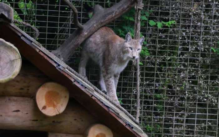 Le parc animalier du Bois de Saint-Pierre ne rouvrira pas