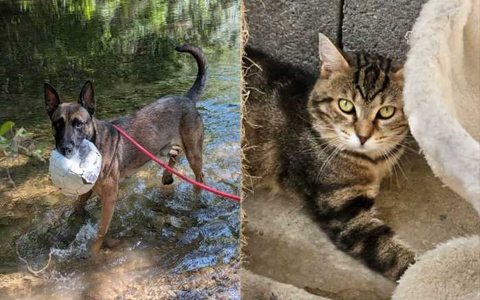 Adoptez-les : Rocky et Nachos
