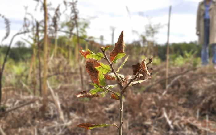 La forêt de demain  prend racine aujourd’hui