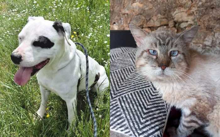 Adoptez-les : Peps et Buddy