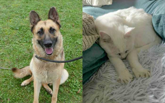 Adoptez-les : Princesse et Sopaline