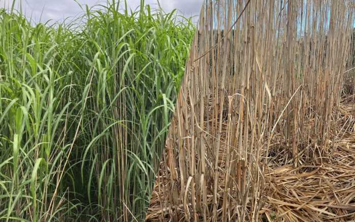 Miscanthus, une alternative inexploitée